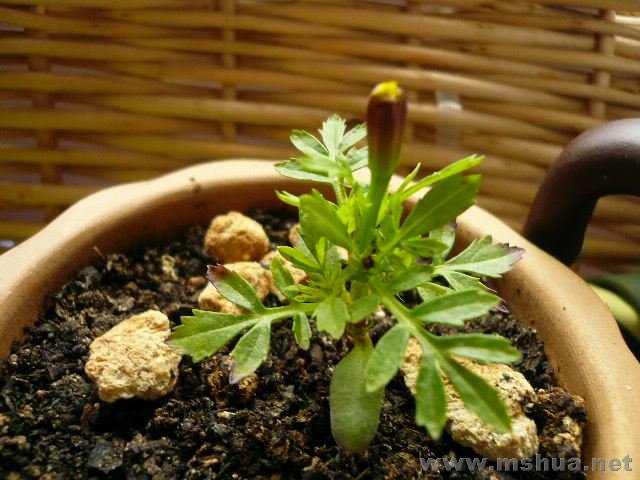 �������������С��ȸ���������´��˲���ô��