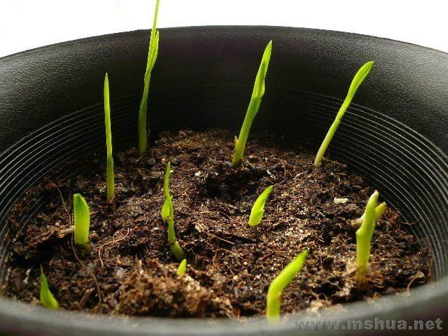 �����̫����