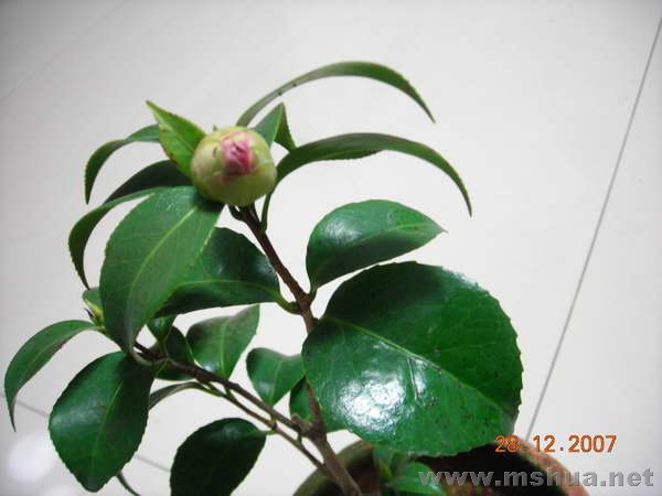 DSCN1335.JPG