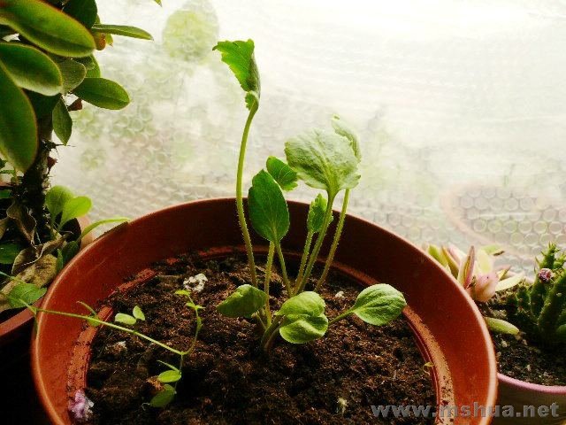 ��ëݢ�������˲�����