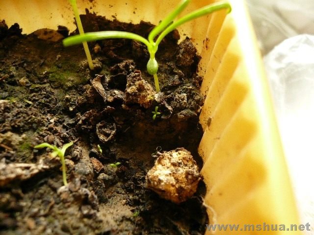 �����Ĳ�˹����˹�űߵ�Ӧ������ɫ�գ�����ô��ôС��