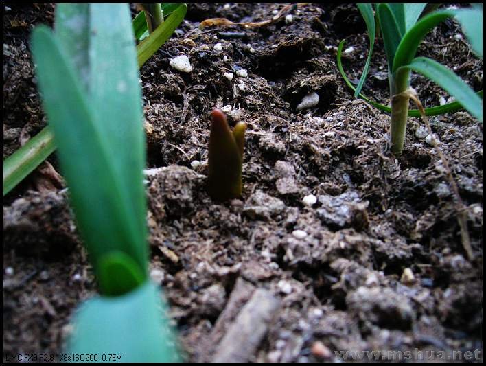 ���� ���� ����˫ɫ-2007.12.26_nEO_IMG.jpg