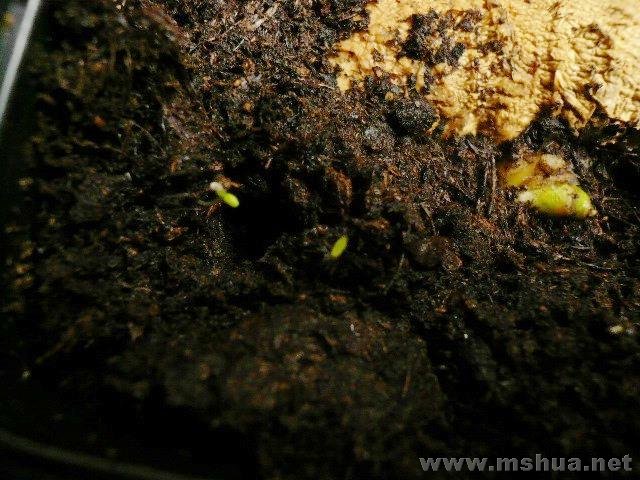 ������� ����С ����ҲС