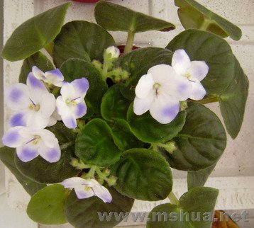 �����˺öࡣ