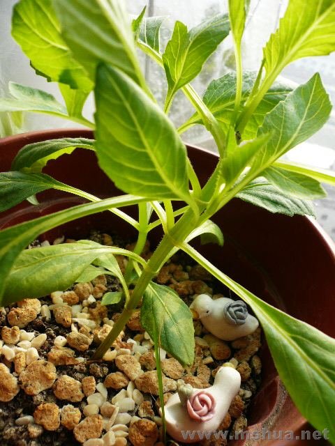 �����ǰ�Ĵ�ӳ�����������Ŷ