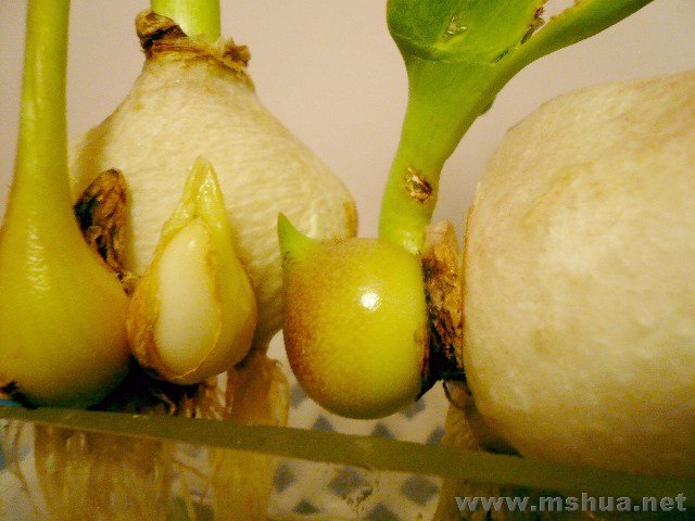 �����С�����µı���