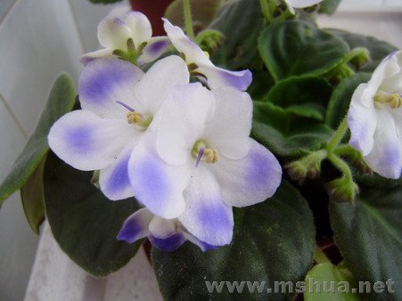 �����ܿ��ɻ���