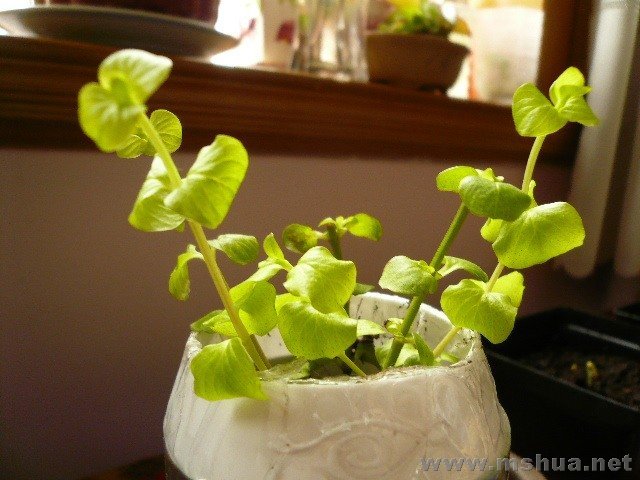 ����Ǥ��Ĳ�֪������֦��6֦������ϲ�����۵�ԲҶ��