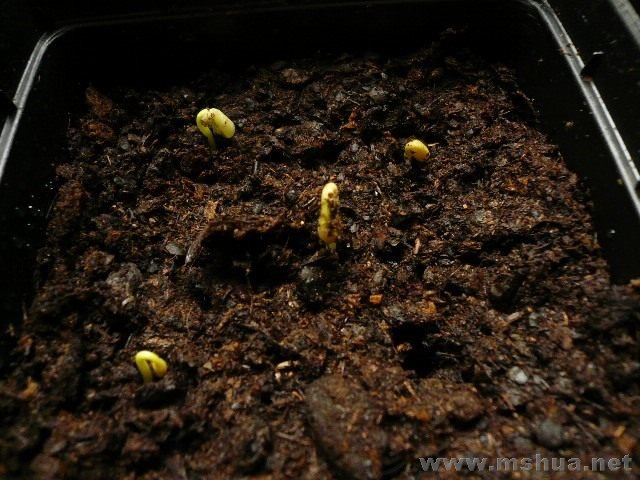 �л���� 25���յ� �м��Ǹ������Ѿ�ͽ����4CM����Ҷ��û��