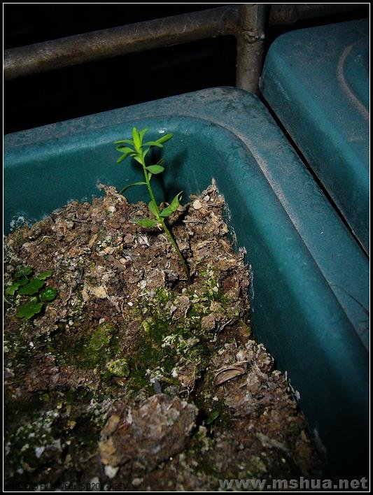 ���� ħ���ٺ�-2007.12.26_nEO_IMG.jpg