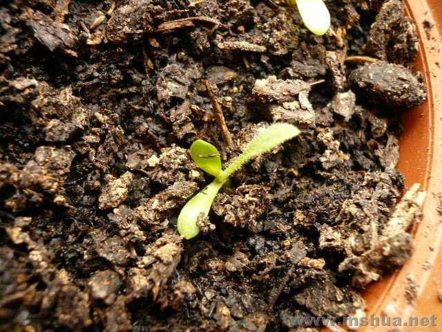 ���˾գ��ﲥȫû��ϸ����ֲ�