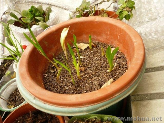 �����ֵģ������⣬����̫����