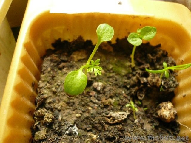 ���Ҷ����ϲ�����Ƿ�����