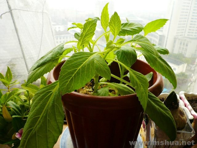 �ﲥ��ɹ��ľ���С���ˣ���������ӳ�