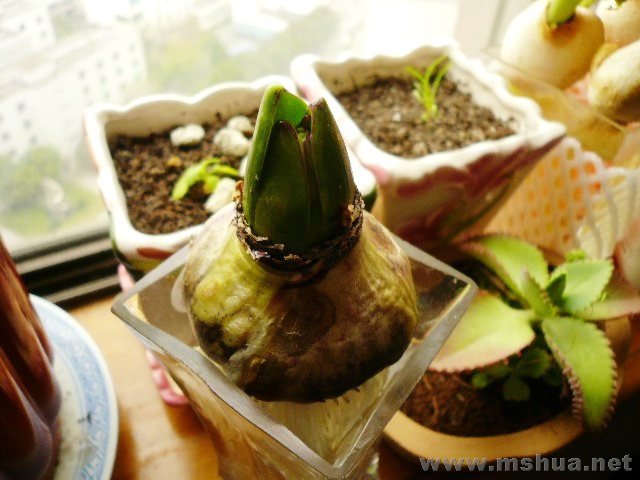 �������ֹ��ӽп���Ц����