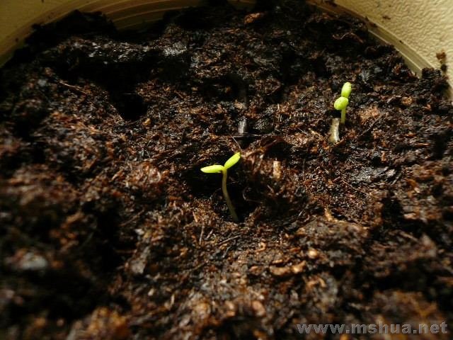 ������ СС��