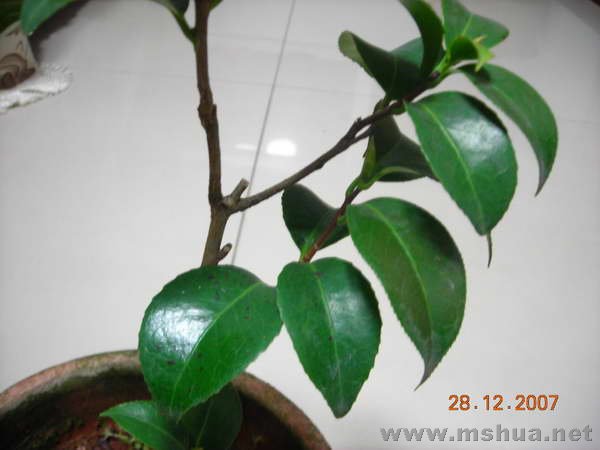 DSCN1336.JPG
