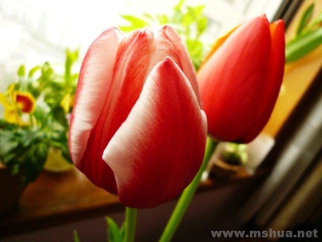 ˮ���������㣬��ɫ�ıȺ�ɫ����Ҫ��Ŷ