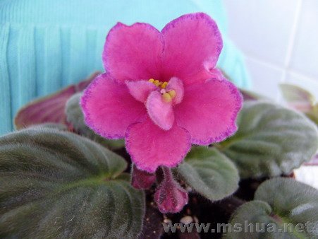 ��֪�Ժ��Ƿ�����ذꣿ