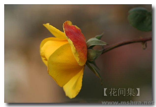 IMG_0276 ����.jpg