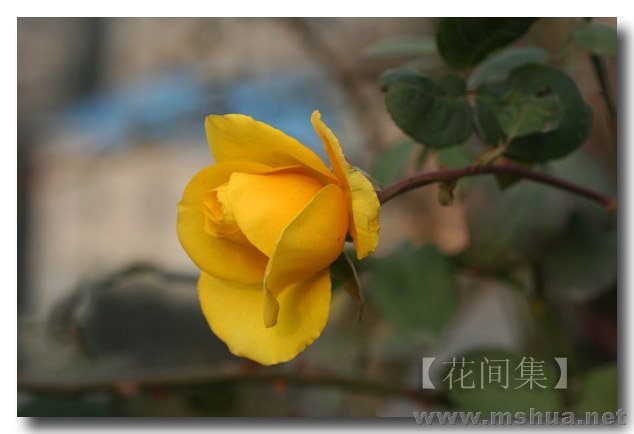 IMG_0264 ����.jpg