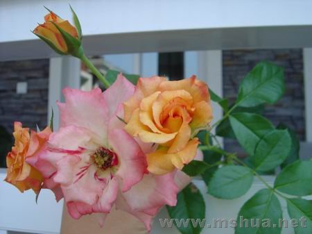 ������С DSC00377.JPG