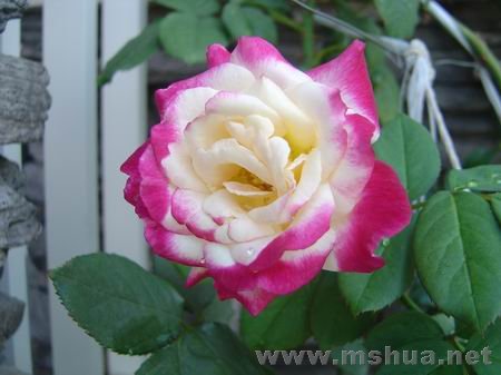 ������С DSC00348.JPG