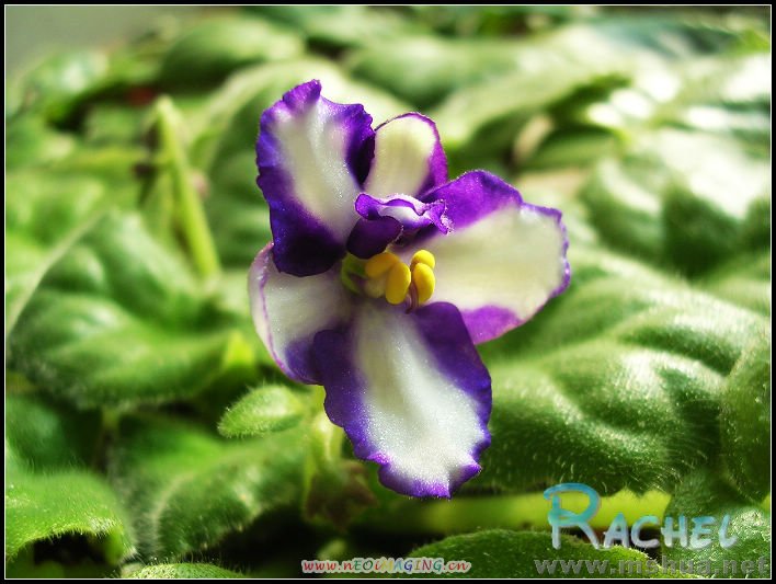DSCN8185.JPG