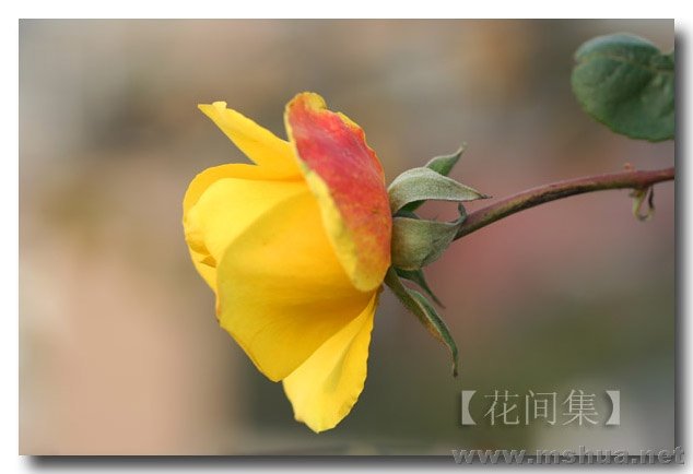 IMG_0274 ����.jpg