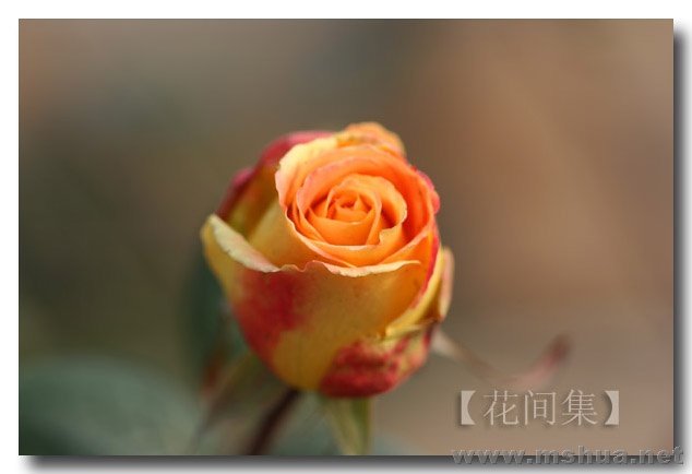 IMG_0233 ����.jpg