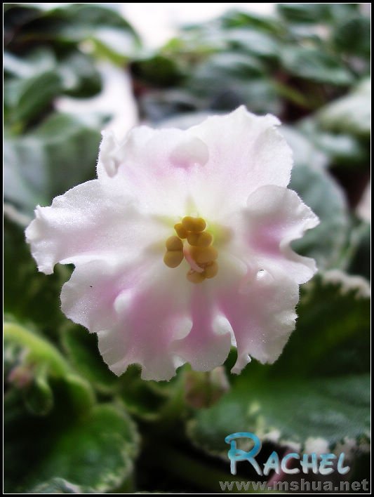 DSCN8481.JPG