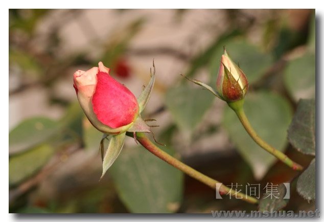 IMG_0216 ����.jpg