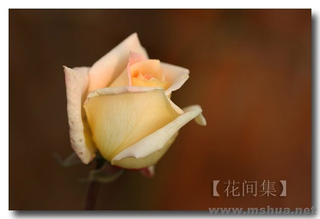 IMG_0231 ����.jpg