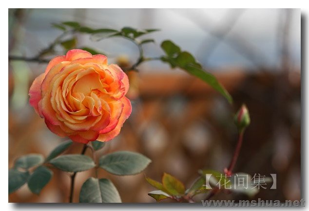 IMG_0227 ����.jpg