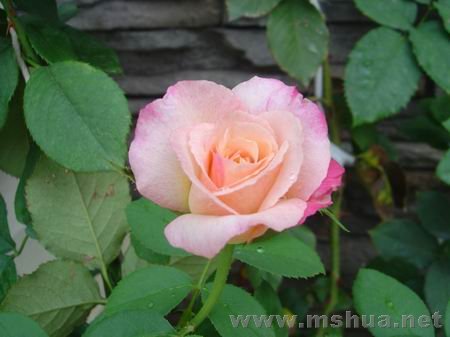������С DSC00399.JPG