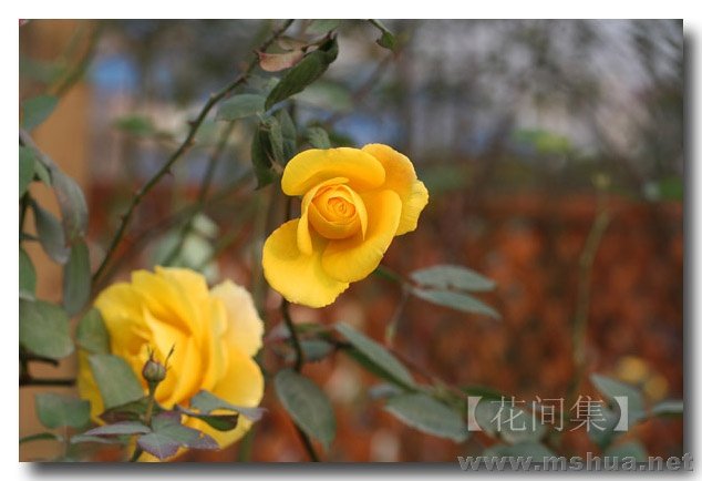 IMG_0262 ����.jpg