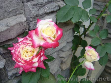������С DSC00304.JPG