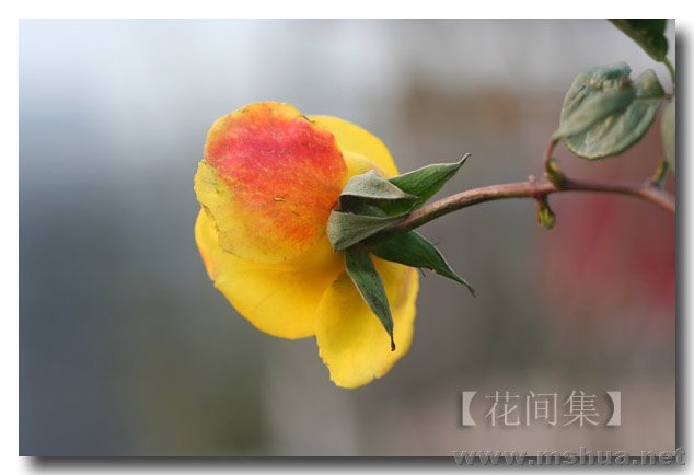 IMG_0272 ����.jpg