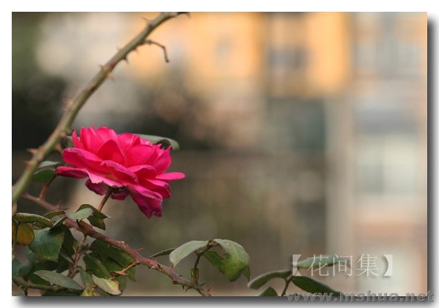 IMG_0226 ����.jpg