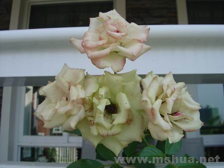 ������С DSC00418.JPG