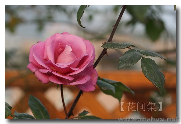 IMG_0265 ����.jpg