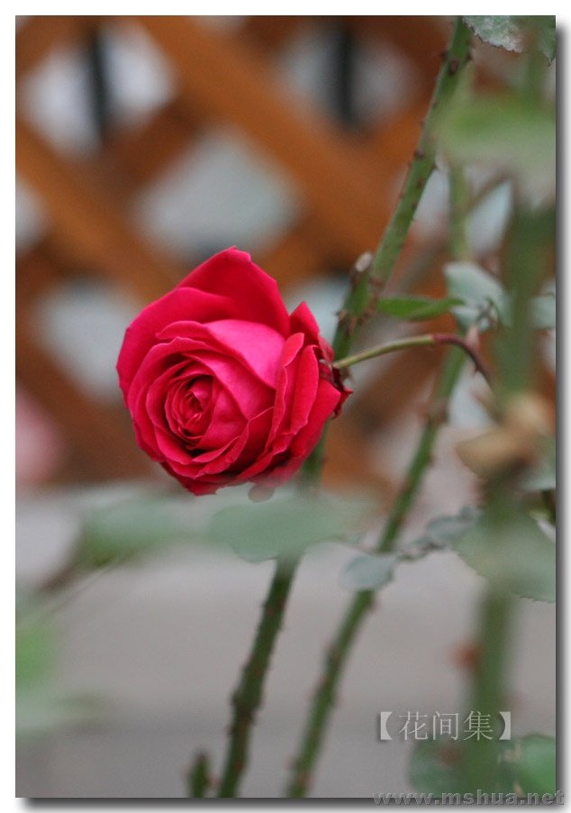 IMG_0107 ����.jpg