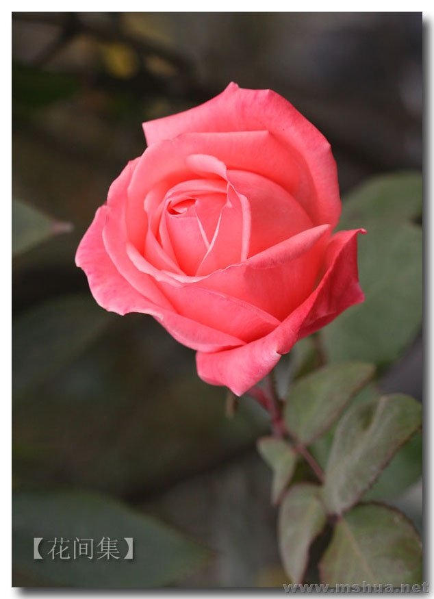 IMG_0095 ����.jpg