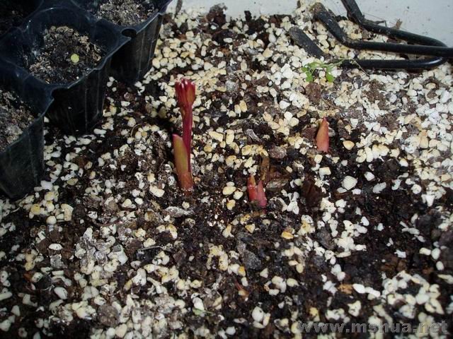 ������С 071230��ҩ.JPG