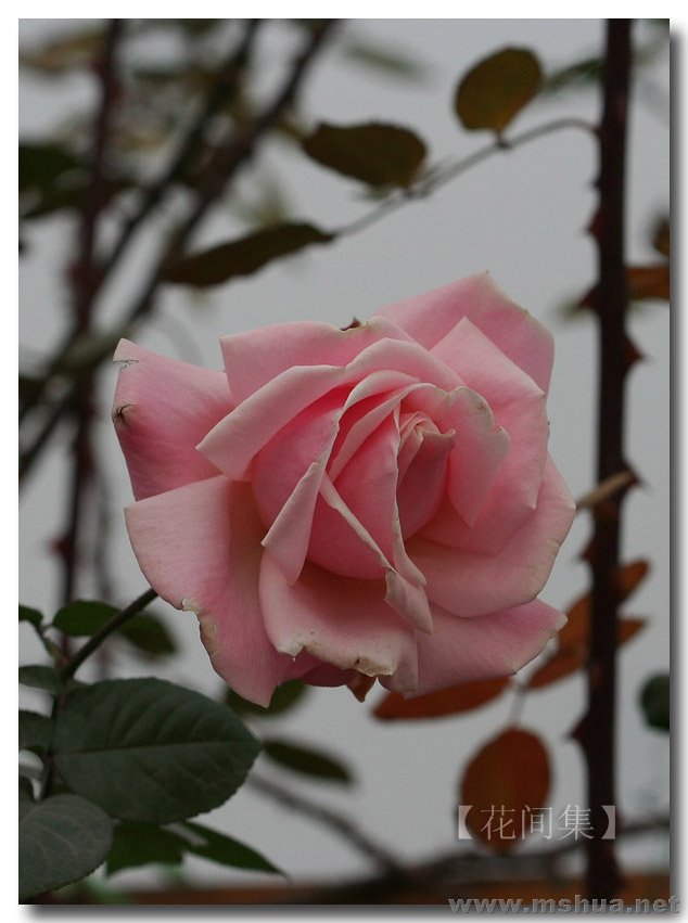 IMG_0083 ����.jpg