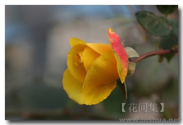 IMG_0225 ����.jpg