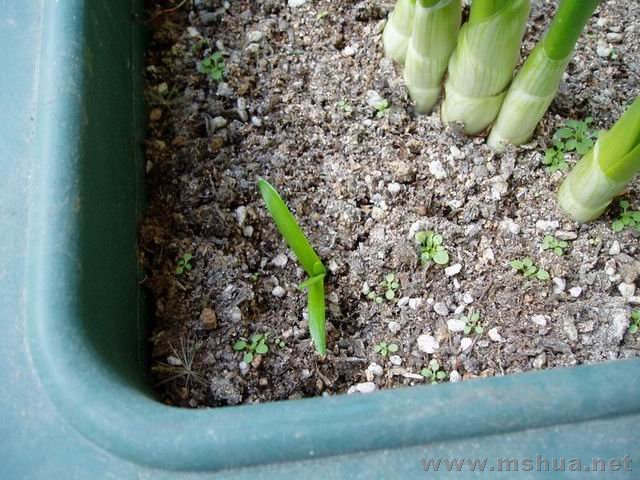 ������С 071230�׻���.JPG