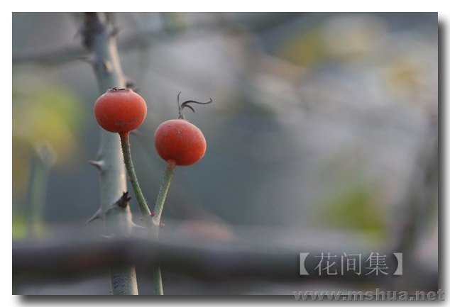 IMG_0258 ����.jpg