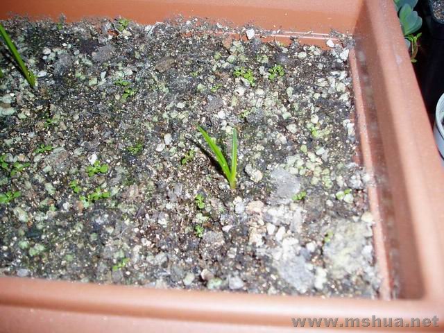 ������С 071230����ˮ����.JPG