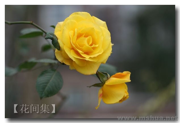 IMG_0295 ����.jpg